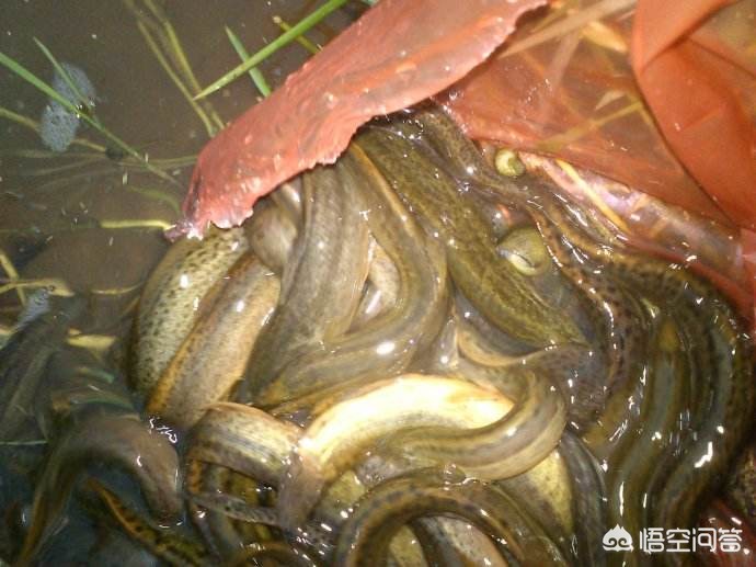 稻田养泥鳅黄鳝可以一起养吗_养殖稻田泥鳅黄鳝技术视频_稻田黄鳝泥鳅养殖技术