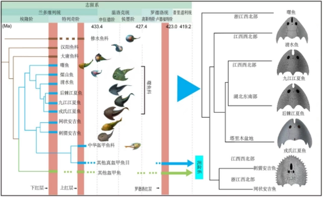 甲鱼中的黄的是什么_黄色甲鱼价格_cctv7 致富经黄色甲鱼是什么甲鱼