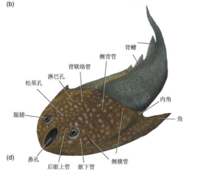 黄色甲鱼价格_cctv7 致富经黄色甲鱼是什么甲鱼_甲鱼中的黄的是什么