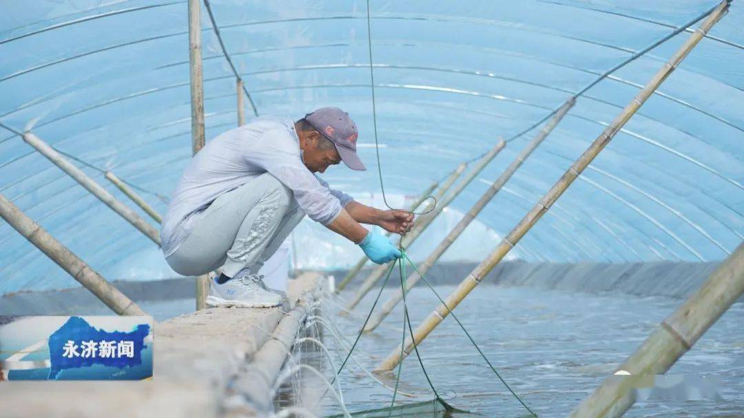 运城市永济市：4000万尾南美白对虾“安家”盐碱地