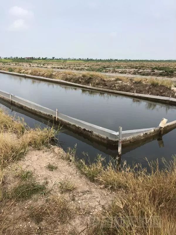 养殖水蛭最新技术_养殖水蛭前景如何_水蛭养殖技术价格行情