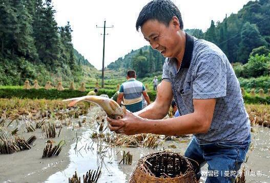 十几年前农村流行的稻田养鱼，为何遇冷？专家：越养越不对劲