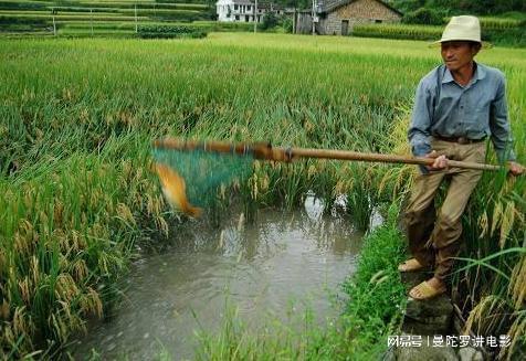 稻田黄鳝泥鳅养殖技术_养殖稻田泥鳅黄鳝技术要求_稻田养泥鳅黄鳝可以一起养吗