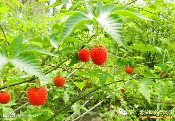 荒山种植覆盆子走上致富路