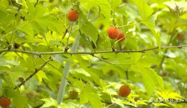 致富经覆盆子种植_种植覆盆子经济效益前景怎么样_覆盆子种植是骗局吗