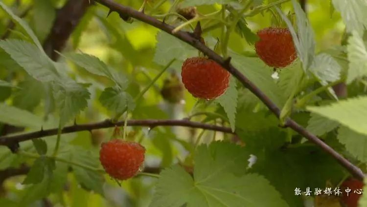 致富经覆盆子种植_种植覆盆子经济效益前景怎么样_覆盆子种植是骗局吗