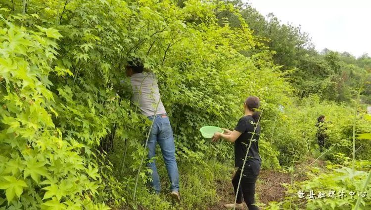 致富经覆盆子种植_种植覆盆子经济效益前景怎么样_覆盆子种植是骗局吗