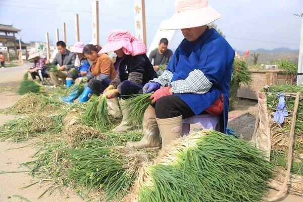 花溪黔陶：因地制宜种香葱 拓宽群众致富路