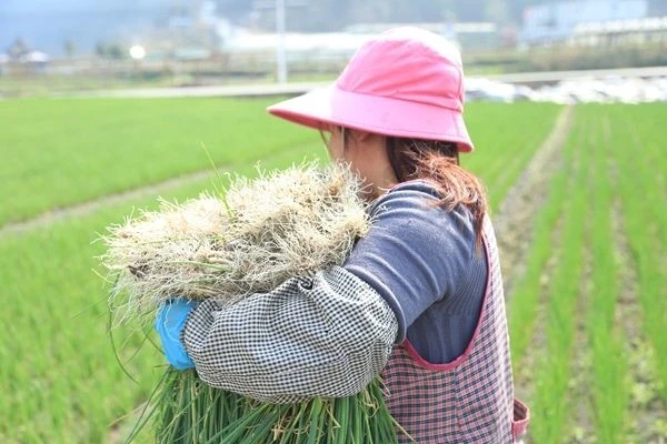 致富经巧种蔬菜变换销路_致富经巧种蔬菜变换销路_致富经巧种蔬菜变换销路