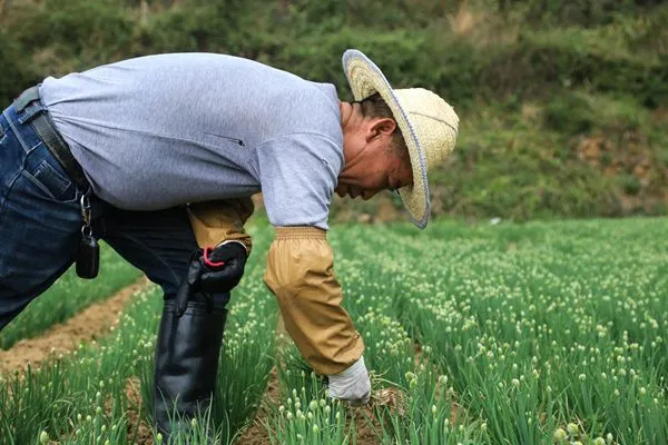 致富经巧种蔬菜变换销路_致富经巧种蔬菜变换销路_致富经巧种蔬菜变换销路