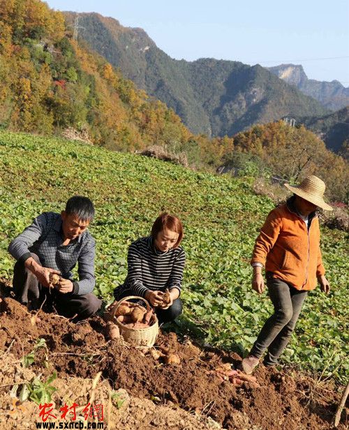 农村致富新项目种植_镇安种植致富_致富经种植亩收入过亿