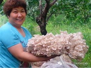 蘑菇种植教程视频_蘑菇种植技术视频教程_林下蘑菇简单种植技术