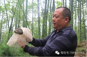 蘑菇种植技术视频教程_蘑菇种植教程视频_林下蘑菇简单种植技术