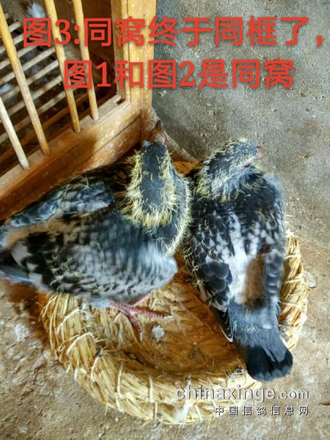 致富经万年一个种鸽蛋_种鸽蛋价格_致富三农养鸽视频