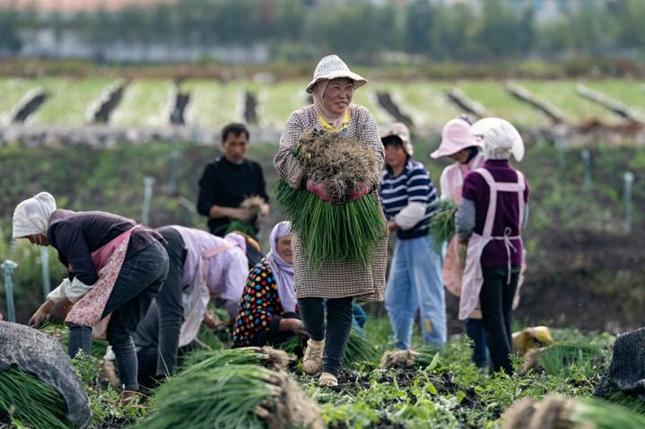 致富新项目养鸡_鸡养殖增收致富_养鸡发家致富