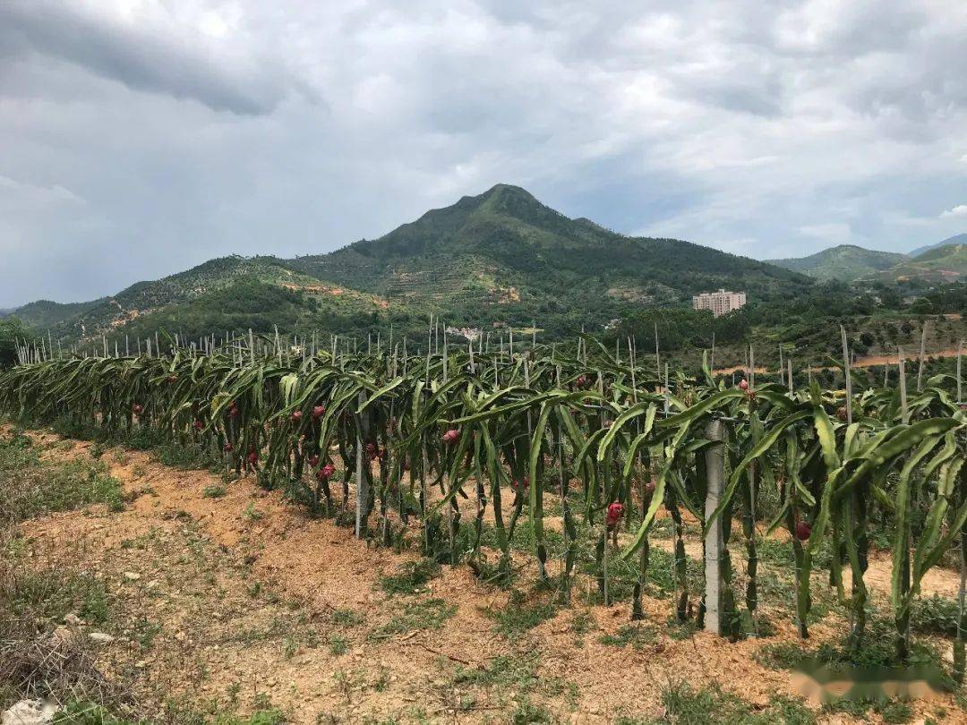 镇安种植致富_农村致富新项目种植_农村致富种植