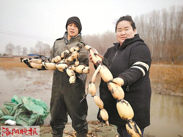 藕塘养泥鳅_莲藕池养殖泥鳅视频_致富经藕池养泥鳅视频