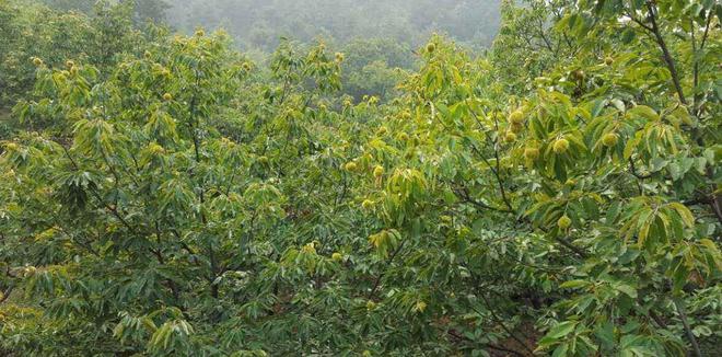 冬天种植板栗的技术_板栗种植技术视频_板栗种植