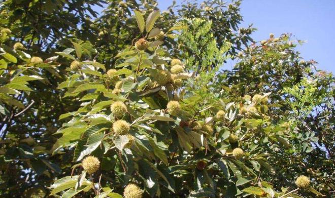 冬天种植板栗的技术_板栗种植_板栗种植技术视频