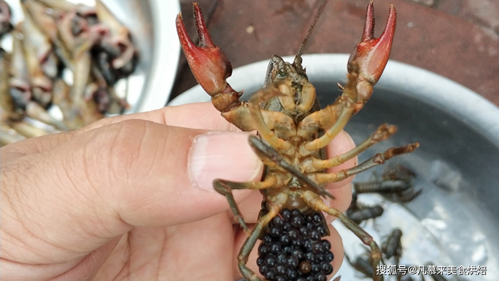 养殖河虾技术要求_河虾怎么养殖技术_河虾养殖视频致富经河虾养殖