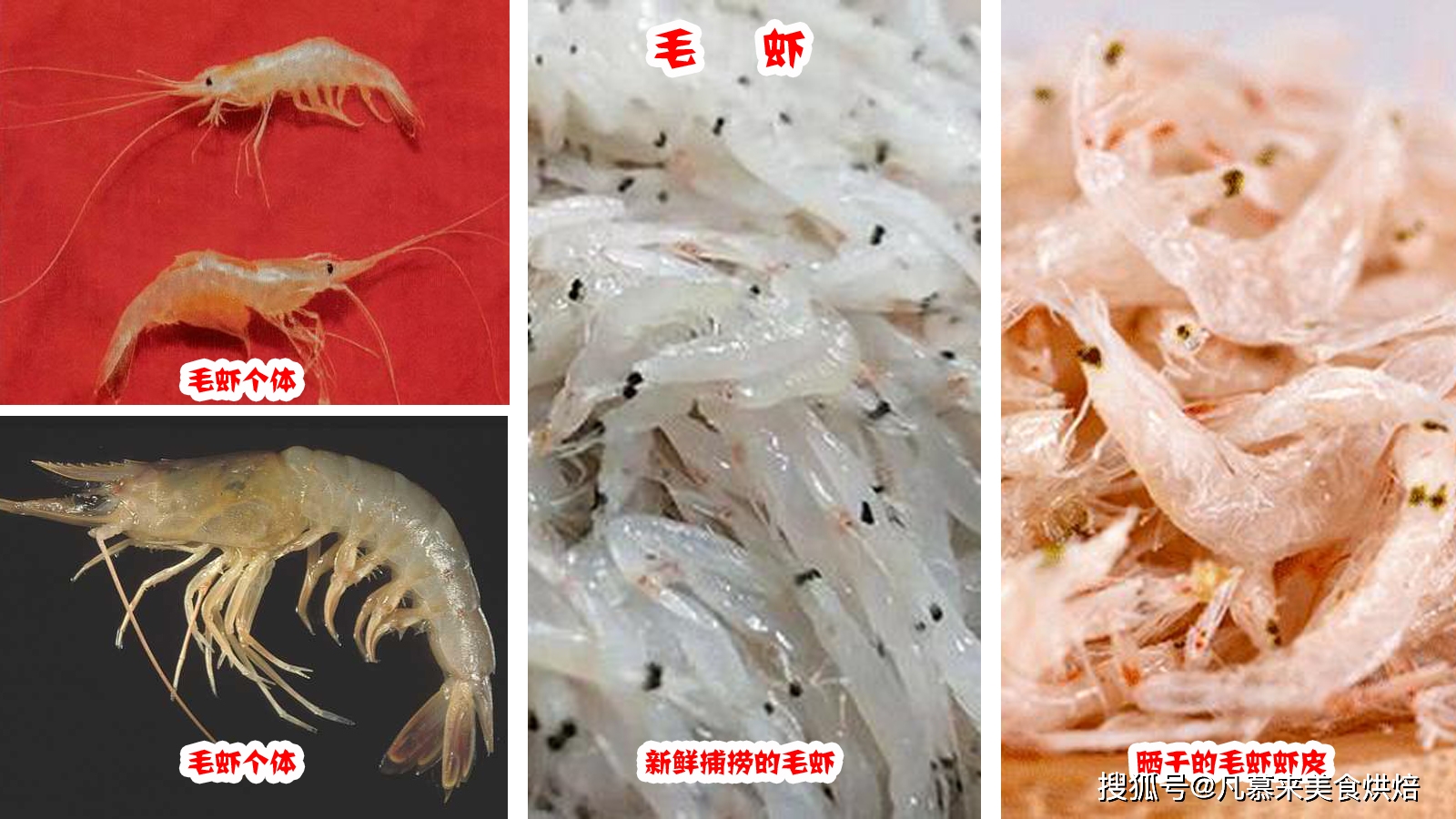 河虾养殖视频致富经河虾养殖_养殖河虾技术要求_河虾怎么养殖技术