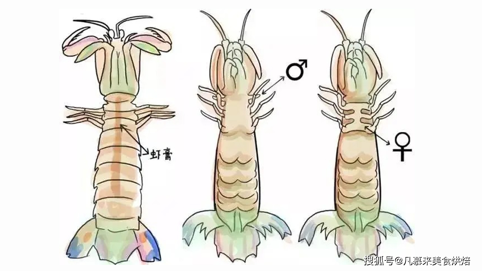 河虾怎么养殖技术_河虾养殖视频致富经河虾养殖_养殖河虾技术要求