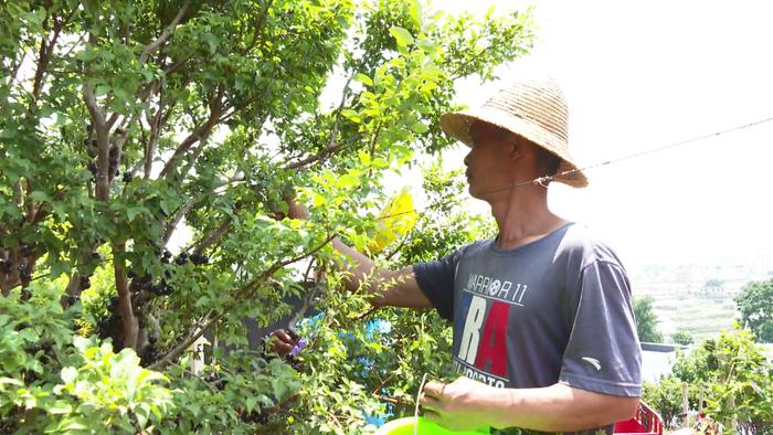 嘉宝果致富经_嘉宝果价格_种植嘉宝果