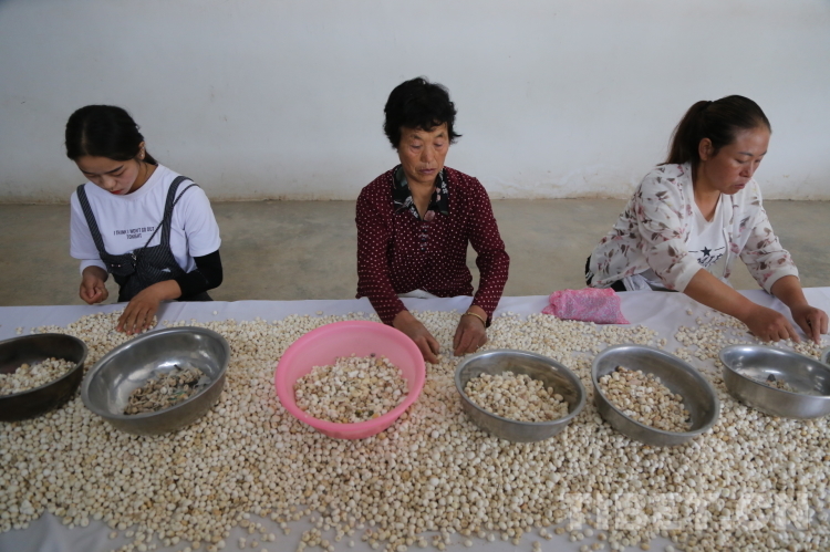 脱贫攻坚看甘肃| 陇南市西和县：中药材种植产业为脱贫致富成功“造血”