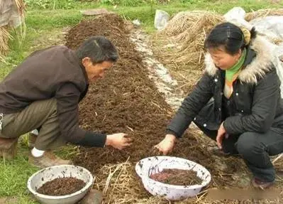 李春光养蚯蚓致富经_致富经蚯蚓养殖技术_李春光蚯蚓养殖