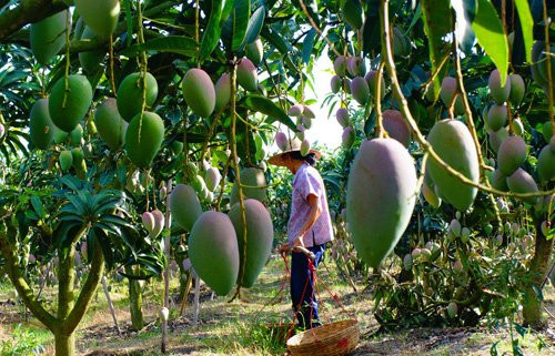 “种植大户”马文英：乡亲致富领头雁