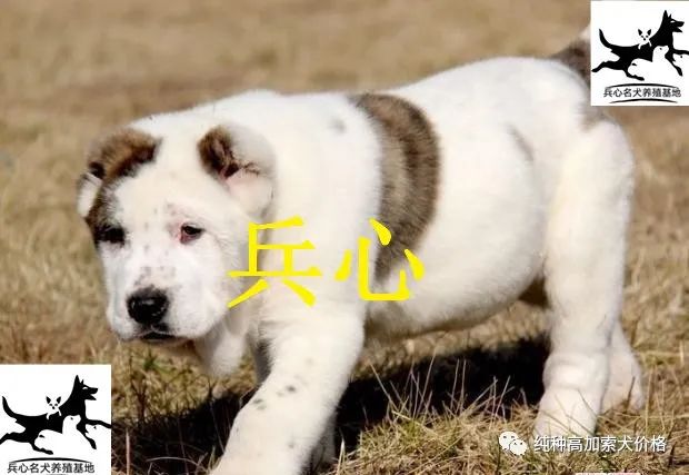 中亚牧羊犬价格血统中亚犬图片价格大全