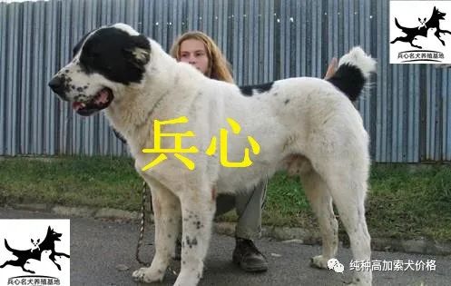 养殖藏獒有前景吗_养殖藏獒需要什么手续_藏獒养殖技术资料