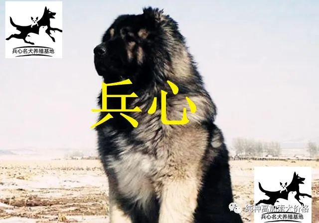 养殖藏獒有前景吗_养殖藏獒需要什么手续_藏獒养殖技术资料