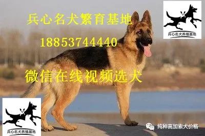 养殖藏獒需要什么手续_养殖藏獒有前景吗_藏獒养殖技术资料