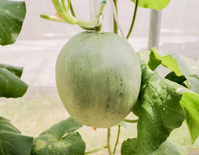 种植甜瓜管理技术视频教程_种植甜瓜怎样管理_甜瓜的种植管理技术