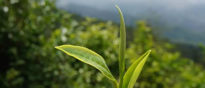 种植白茶赚钱吗_视频致富种植白茶是骗局吗_种植白茶致富视频