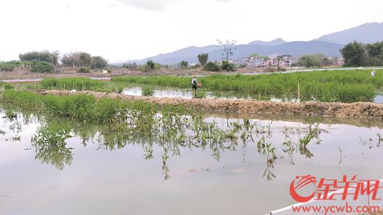 稻虾养殖基地