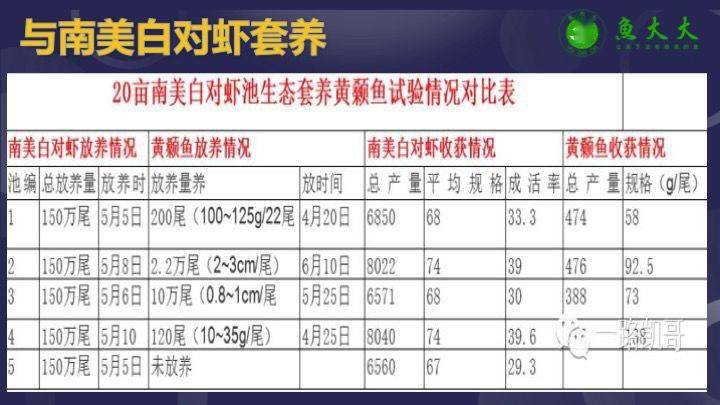 黄颡鱼的养殖技术_主养黄颡鱼成鱼养殖模式_黄颡鱼养殖注意事项