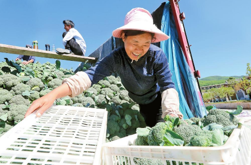 致富养殖云南猪视频_云南猪养殖致富_致富养殖云南猪肉