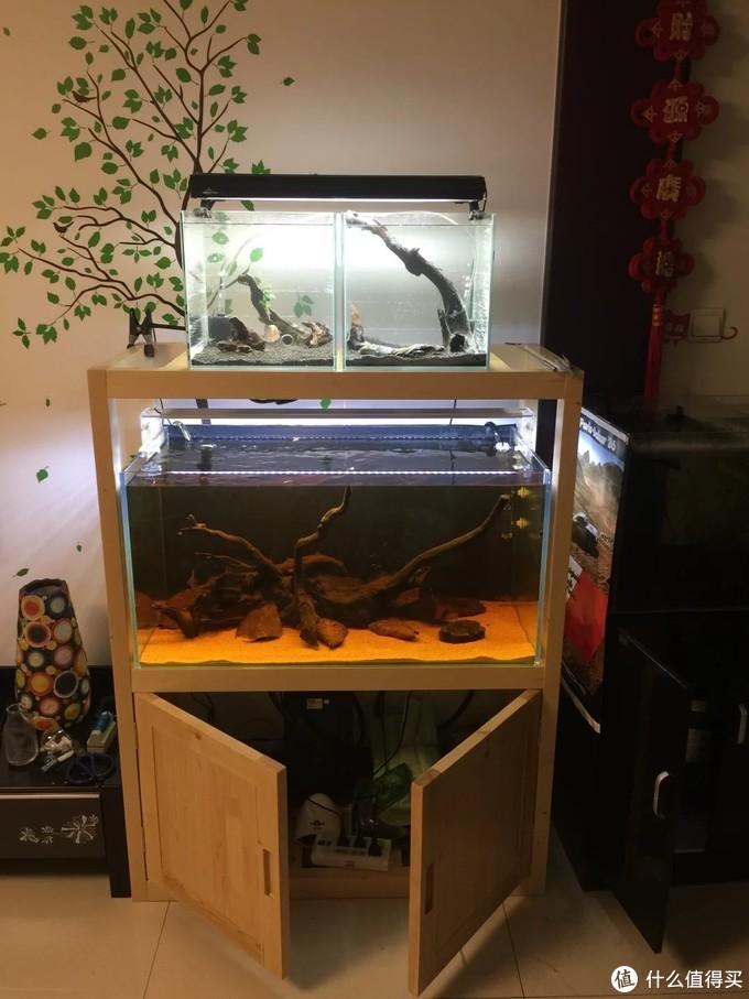 致富经养观赏金鱼_观赏金鱼养殖技术视频_致富观赏金鱼养几条好