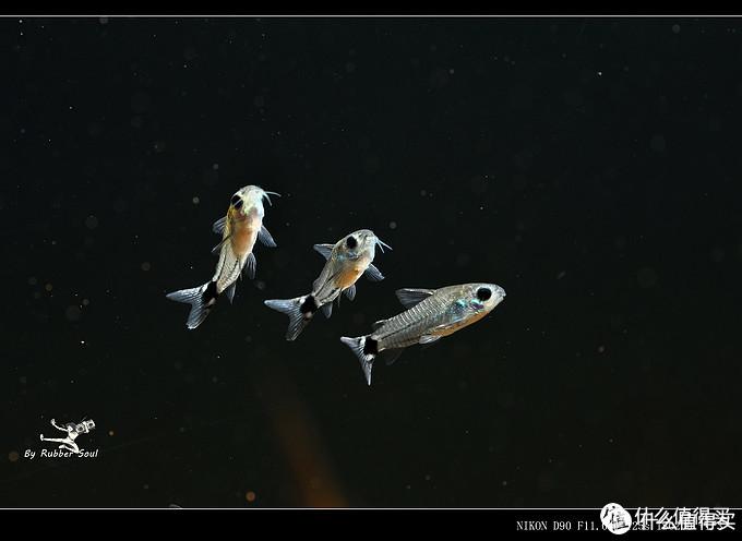 致富观赏金鱼养几条好_观赏金鱼养殖技术视频_致富经养观赏金鱼