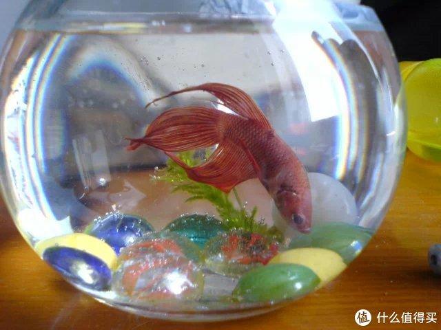 致富经养观赏金鱼_致富观赏金鱼养几条好_观赏金鱼养殖技术视频