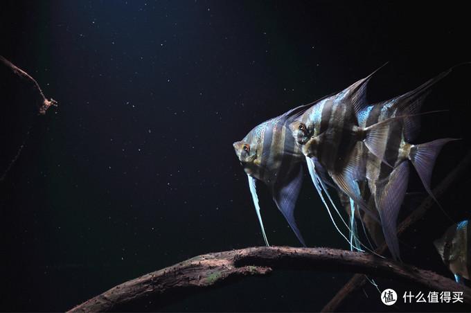 致富观赏金鱼养几条好_观赏金鱼养殖技术视频_致富经养观赏金鱼