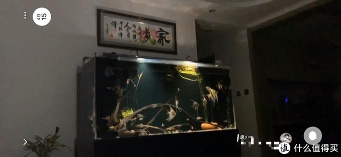 致富经养观赏金鱼_致富观赏金鱼养几条好_观赏金鱼养殖技术视频
