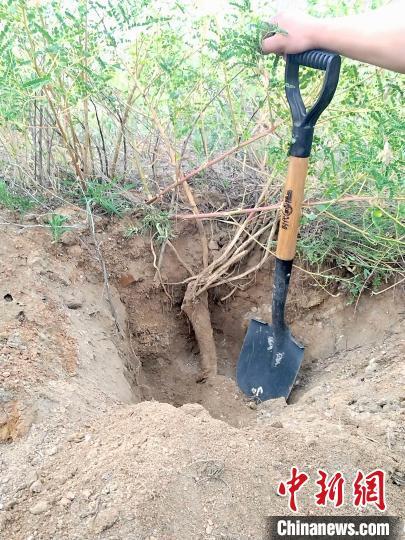 药材黄芪种植_种植黄芪的经济效益怎么样_黄芪种植致富吗