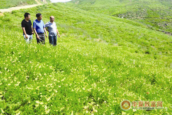 【黄芪种植加盟】开黄芪种植加盟店，年赚38.04万元轻松致富！