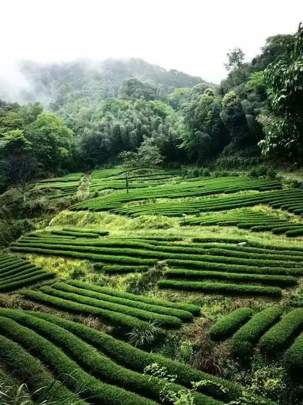 树叶利用致富_致富经神奇树叶_致富经树叶做豆腐视频