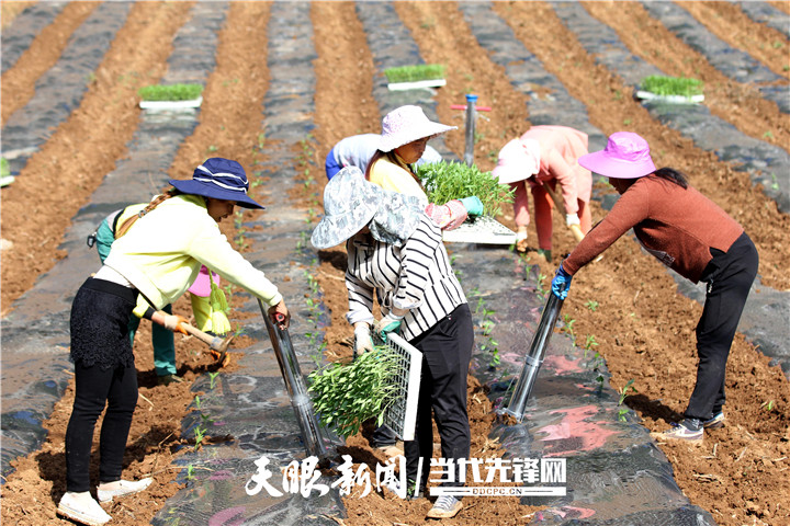 致富辣椒种植农村图片大全_农村致富种植辣椒_辣椒致富经