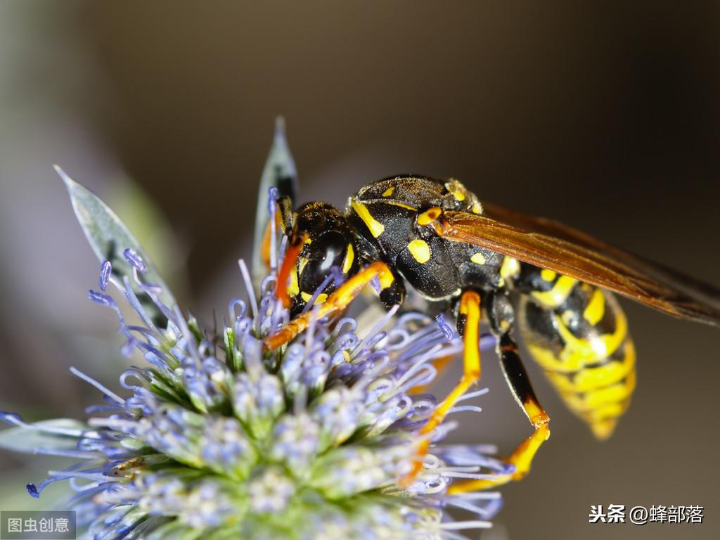 农村毒蜂种类多，哪些毒蜂会威胁人和家畜？出门在外注意这些蜜蜂