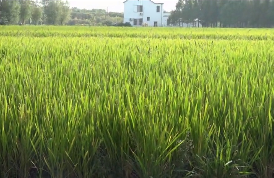 蔬菜机器_致富经有机蔬菜_致富蔬菜机有什么功能